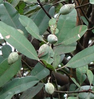 Fruits of Calophyllum species photo